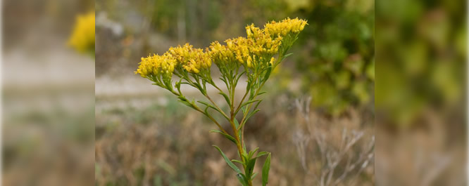 Ohio Goldenrod